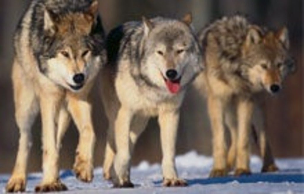 pack of wolves