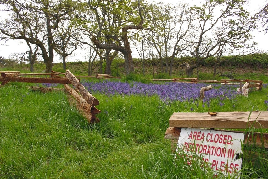 A field where restoration is in progress. 