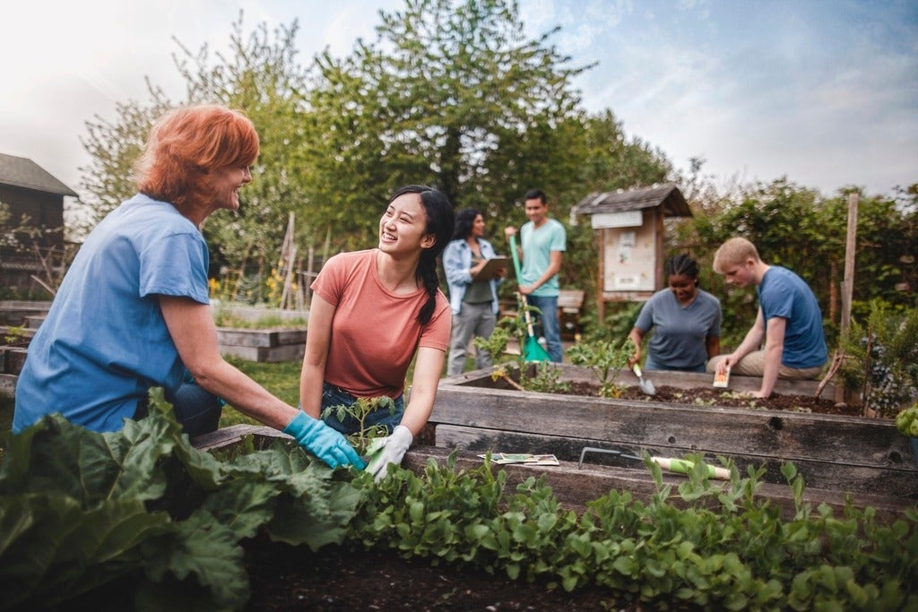 Two women in foreground gardening, with others in the background on a different plot