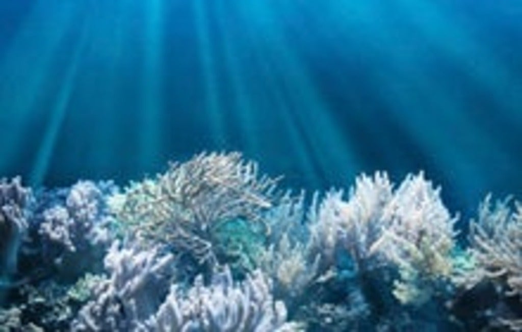 Ocean floor
