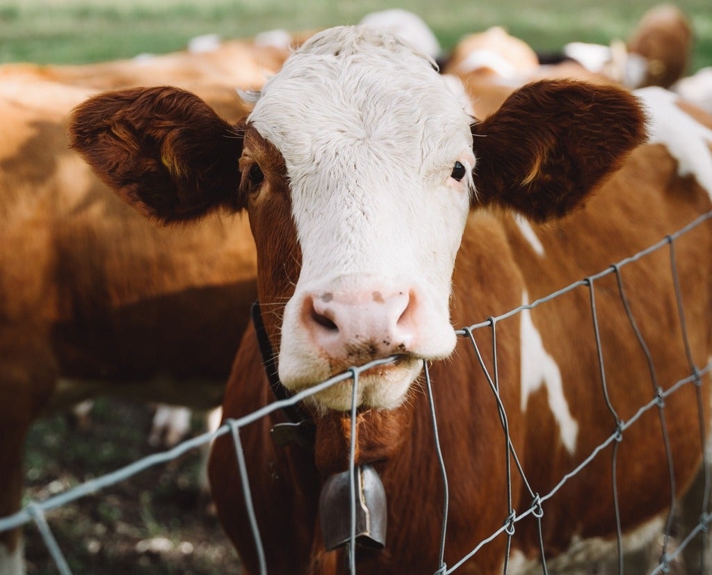 Cow in field.
