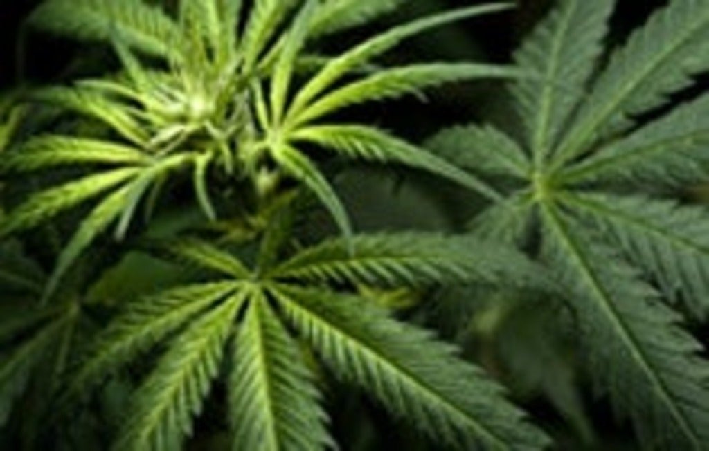 pot leaf
