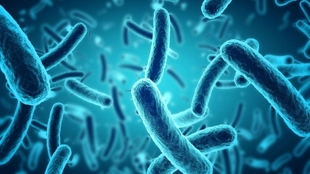Salmonella microbes