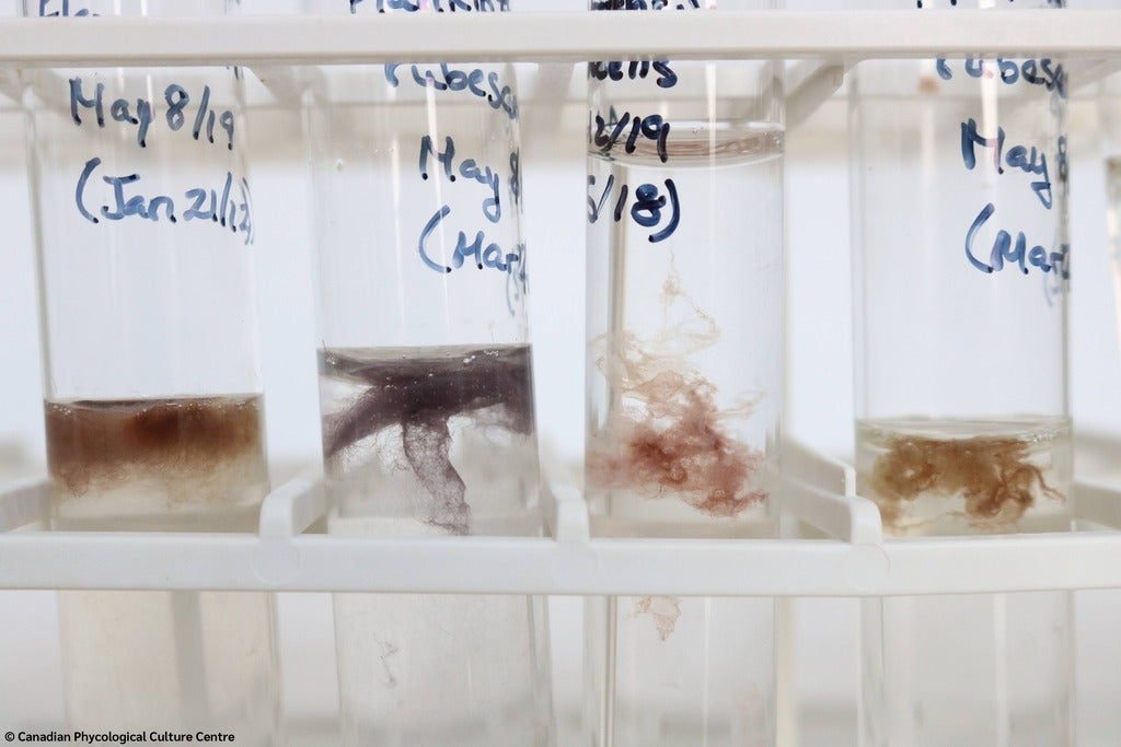 Close up shots of test tubes with different algae samples