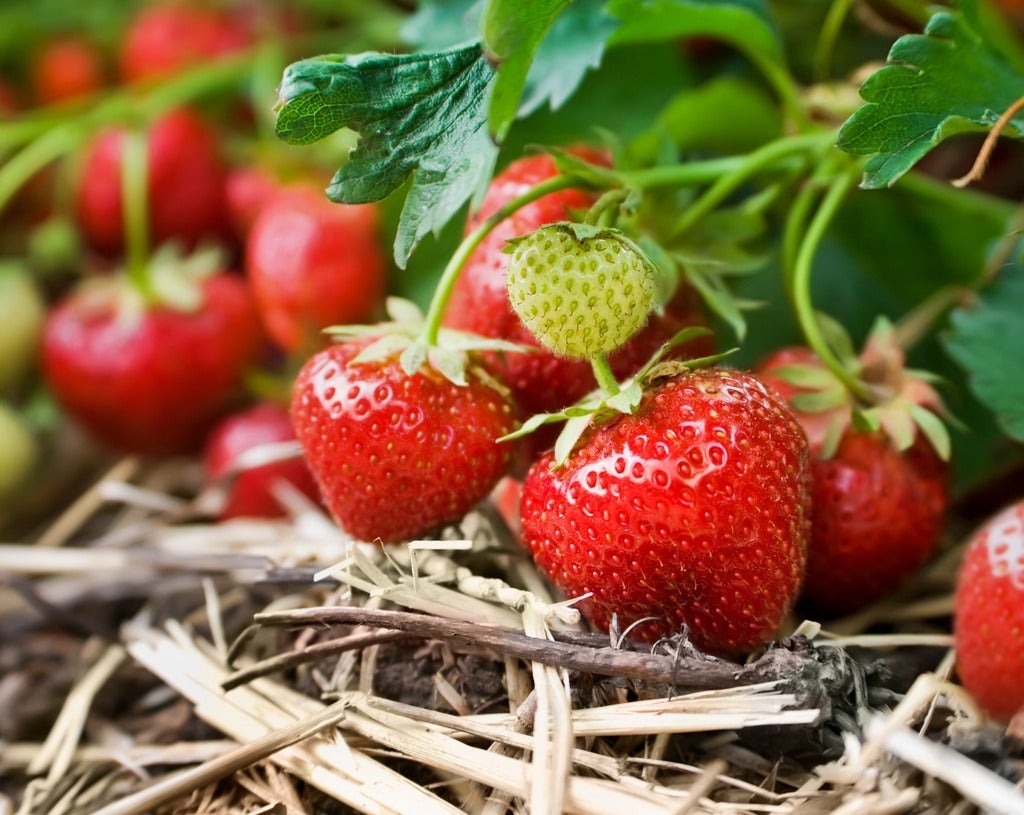ripe strawberries growing on a bed of straw