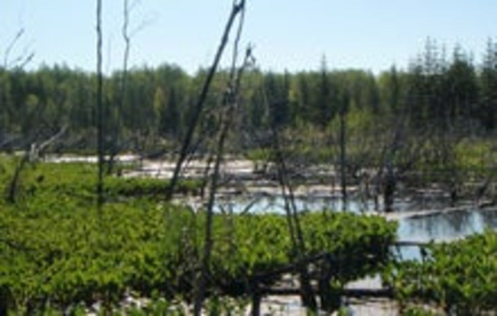 wetlands