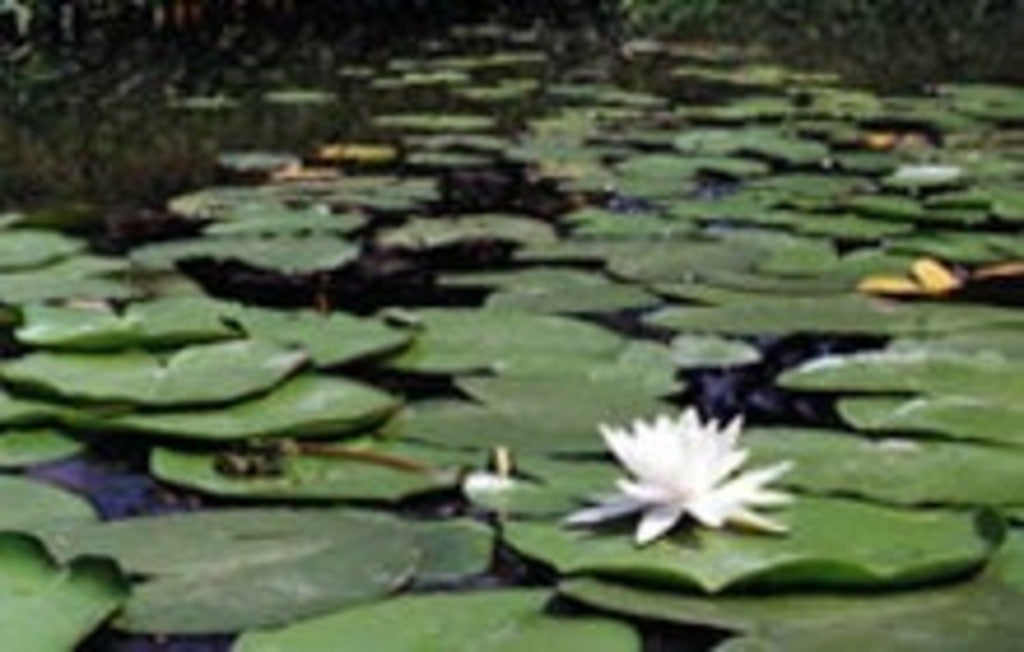 wetlands