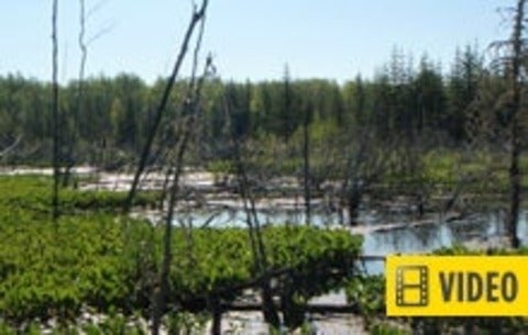 Alberta wetlands