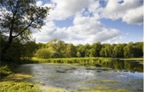 algae covering a lake