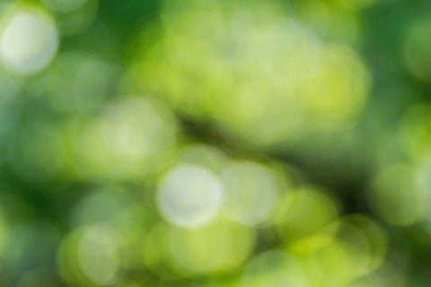 green tree leves out of focus