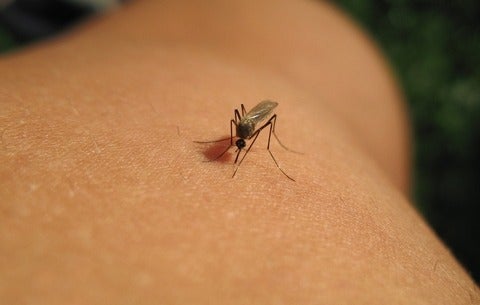 Mosquito on a human arm