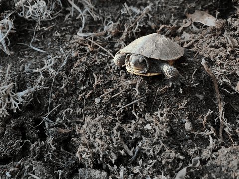 Blanding's turtle hatchling.