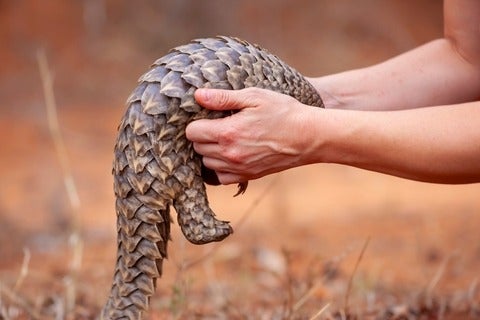 person lifting up a baby Cape pangolin from the ground