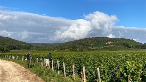 A vineyard in the south of France on a sunny day. 