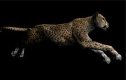Cheetah running