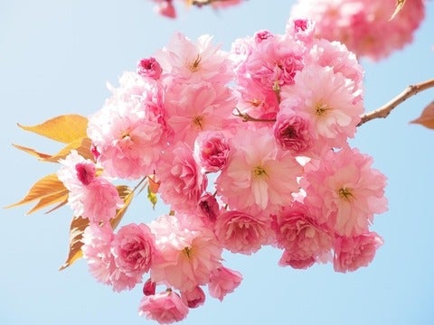Cherry Blossoms image courtesy of Hans (Pixabay)