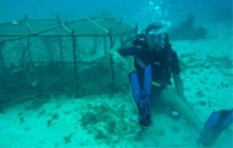 Cheryl Chan scuba diving 