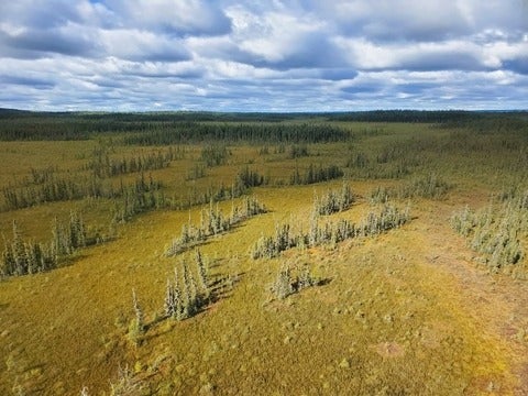 Dry green field 