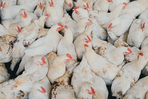 Dozens of chickens crowded together on a farm