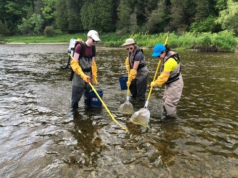 Three people standing in a stream collecting fish with nets