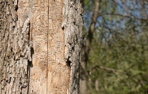 Signs of emerald ash borer on a tree