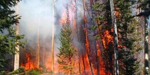 forrest fire