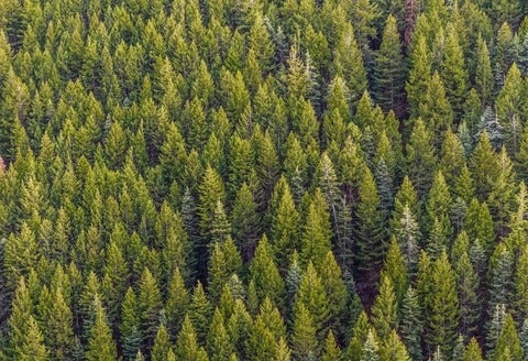 aerial view of an evergreen forest