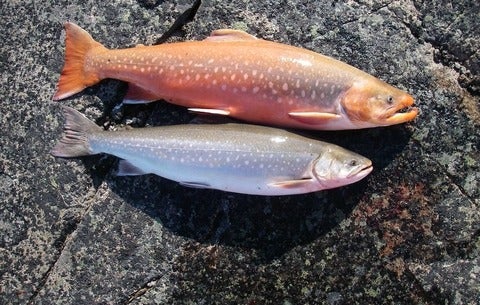Two arctic char