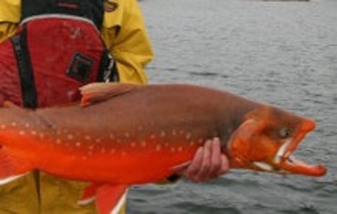 Fish