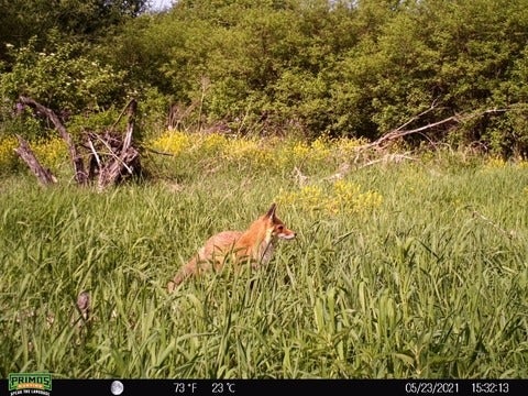 Fox in the UW Urban Forest.