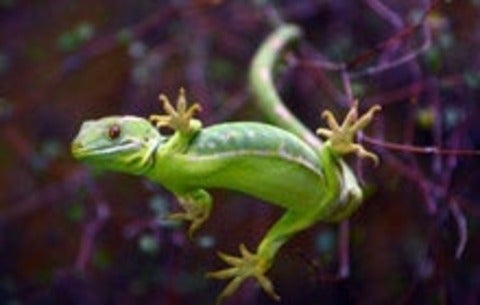 gecko