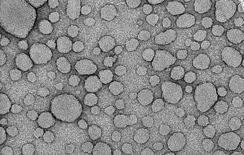 microscope image of nanoparticles