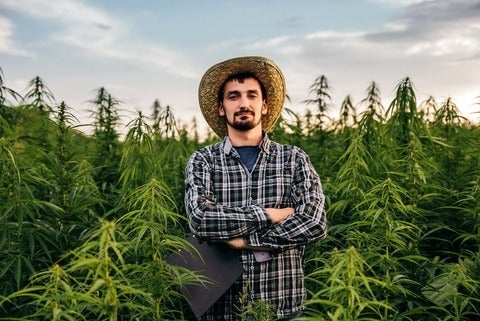 Male scientist stands in medical cannabis field at sunset