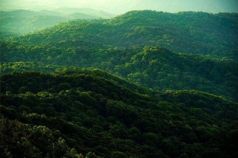 Concept of earth protection day showing a growing forest