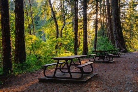 Late day sun shining through the forest at Stamp Falls Provincial Park, Vancouver Island Forest