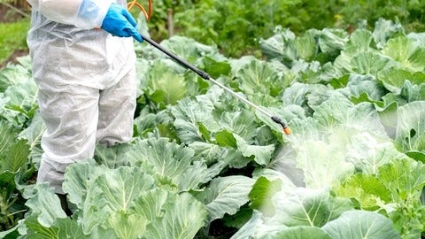 A farmer in a protective white suit sprays cabbage with pesticides (Getty Images/ Anton Skripachev).
