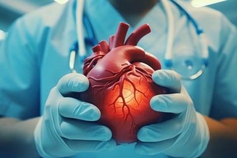Doctor holding human heart model.
