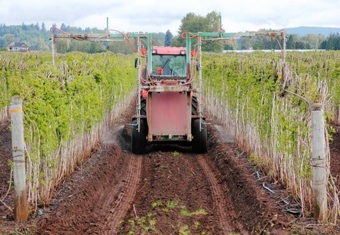 A farmer uses specialized equipment to fertilize his raspberry field