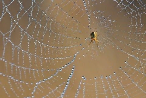 Spider on a web that has trapped water 