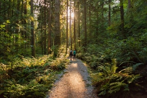Man and woman hikers admiring sunbeams streaming through trees 