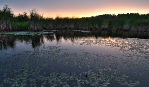 Mer Bleue Bog, Canada