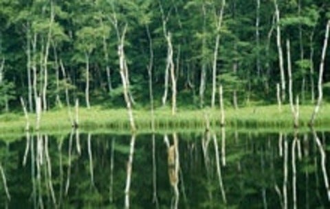 River with green trees