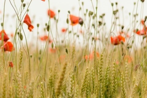 field of poppies