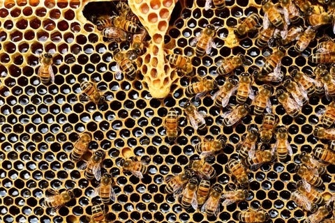 hive of honeybees