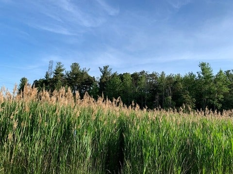 Phragmites in a wetland