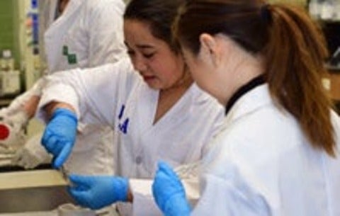 Students working in lab