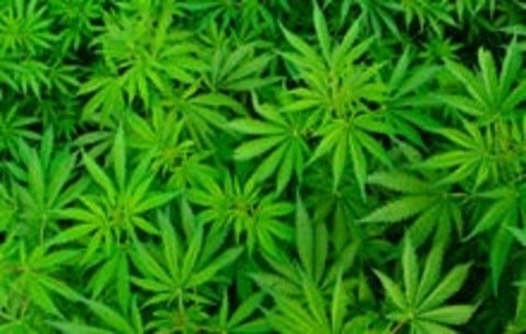 Marijuana leaves