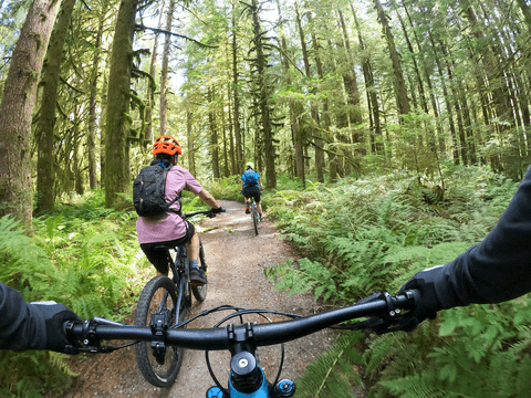people cycling in a forest