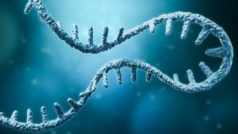 Strand of mRNA