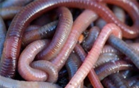Earthworms